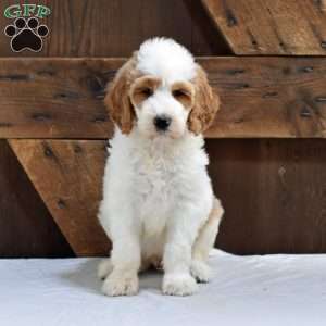 Adam, Goldendoodle Puppy